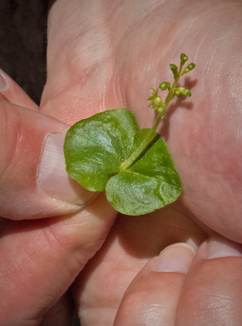 Heart-Leaved Twayblade 1.jpg